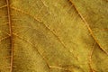 Macro view of leaf veins as texture and background for design. Organic and natural pattern. Royalty Free Stock Photo