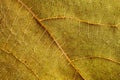 Macro view of leaf veins as texture and background for design. Organic and natural pattern. Royalty Free Stock Photo