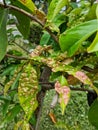 Macro view of leaves covered in galls