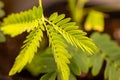 Macro view of leaves on a Sensitive plant Royalty Free Stock Photo