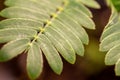 Macro view of leaves on a Sensitive plant Royalty Free Stock Photo