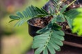 Macro view of leaves on a Sensitive plant Royalty Free Stock Photo