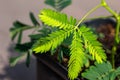 Macro view of leaves on a Sensitive plant Royalty Free Stock Photo