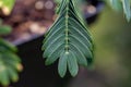 Macro view of leaves on a Sensitive plant Royalty Free Stock Photo