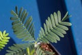 Macro view of leaves on a Sensitive plant Royalty Free Stock Photo