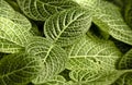 Macro view of leaves tropical plant