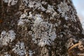 Macro view of lichen and moss. Close up view of lichen on oak tree bark. Royalty Free Stock Photo