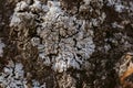 Macro view of lichen and moss. Close up view of lichen on oak tree bark. Royalty Free Stock Photo