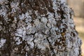 Macro view of lichen and moss. Close up view of lichen on oak tree bark. Royalty Free Stock Photo