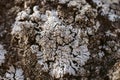 Macro view of lichen and moss. Close up view of lichen on oak tree bark. Royalty Free Stock Photo