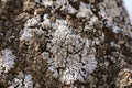 Macro view of lichen and moss. Close up view of lichen on oak tree bark. Royalty Free Stock Photo