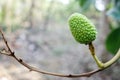 Macro view of a lichi fruit grown on a brunch. Royalty Free Stock Photo
