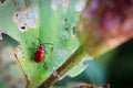 Macro view of a lilly beetle on a leaf Royalty Free Stock Photo