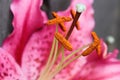 Macro view of lily stamens and stigma Royalty Free Stock Photo