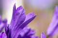 Macro view of a little Campanula purple flower. Soft focus, selective focus. Royalty Free Stock Photo