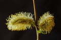 Macro view of male catkins