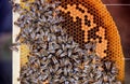 Macro view of many bees on the honecomb. Beekeeping concept.