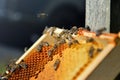 Macro view of many bees on the honecomb. Beekeeping concept.