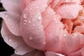 macro view of many delicate smooth pink colored peony flower. Lots of wet petals with water drops shining on summer Royalty Free Stock Photo