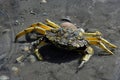 Macro view of a Mediterranean green crab & x28;Carcinus aestuarii& x29; crawling on the sand in the water