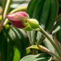 Macro view of Melastomataceae buds for green elegant blooming Royalty Free Stock Photo