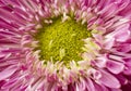Macro View of Middle of a Pink Chrysanthemum