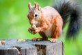 Macro view of a Mount Graham red squirrel eating while standing on a tree stump Royalty Free Stock Photo
