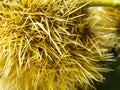 Macro view on the needles of a chestnut hedgehog. Close view. Needles of yellow color. Nature background