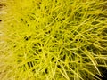 Macro view on the needles of a chestnut hedgehog. Close view. Needles of yellow color. Nature background