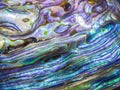 Macro view of the New Zealand Paua shell Haliotis Iris Royalty Free Stock Photo