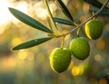 Olive Tree Close Up With Leaves Royalty Free Stock Photo