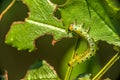 Macro view of one caterpillar eating green leaf in the garden. B Royalty Free Stock Photo