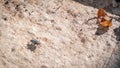 Macro view of one fly resting on stone ground Royalty Free Stock Photo