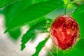 Macro view of one red cherry hanging on a branch with green leaves Royalty Free Stock Photo