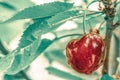 Macro view of one red cherry hanging on a branch with green leaves Royalty Free Stock Photo