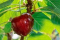 Macro view of one red cherry hanging on a branch with green leaves Royalty Free Stock Photo