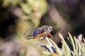 Macro view of an orange and black cicada with a blue eye well lit on a pine tree branch