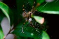 Macro View Orange And Black Patterned Spider Or Peacock Spider Repairing Its Web Royalty Free Stock Photo