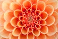 Macro view of orange flower dahlia