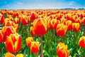 Macro view of orange tulips in summer time