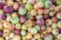 Macro view of organic apples in local market of Ezine town in Ca