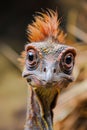 Macro view of an Oviraptor in research and development illustrating innovation and resourcefulness great for RD creativity Royalty Free Stock Photo