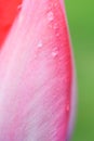 Macro view of petal of pink tulip against green soft background with water drops Royalty Free Stock Photo