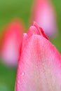 Macro view of petal of pink tulip out of focus flowers