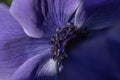 Macro of purple anenome flower Royalty Free Stock Photo