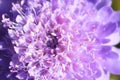 Macro view of a pin cushion flower head Royalty Free Stock Photo