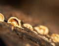 Macro view of pinhead mushrooms. Royalty Free Stock Photo