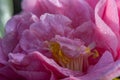 Macro view of pink camellia flower wet with melting frost.