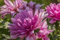 Macro view of pink chrysanthemum flower isolated on green bush background.. Royalty Free Stock Photo