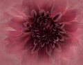 Macro view of a pink dahlia flower Royalty Free Stock Photo